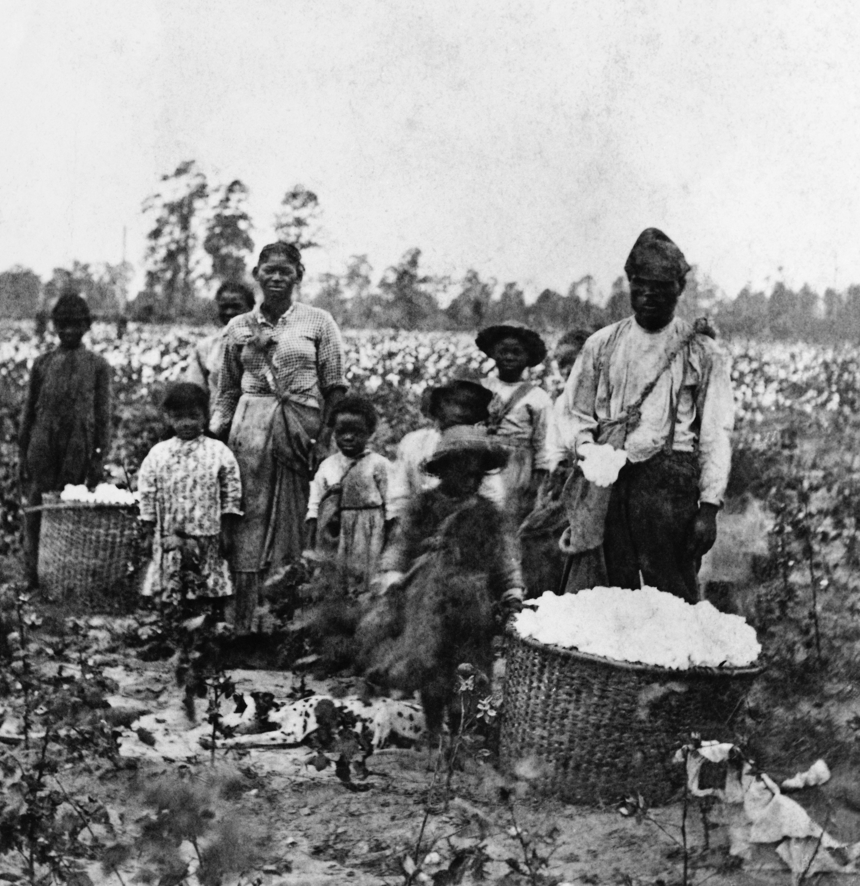 Enslaved family in cotton field